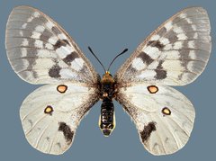 Parnassius clodius menetriesii