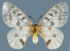 Parnassius clodius menetriesii