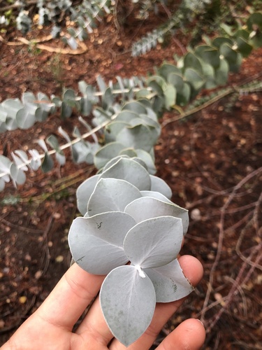Eucalyptus pulverulenta