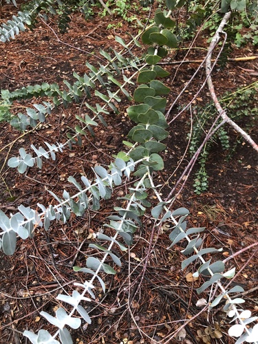 Eucalyptus pulverulenta