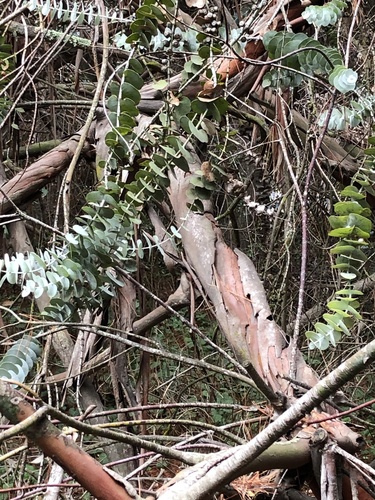 Eucalyptus pulverulenta