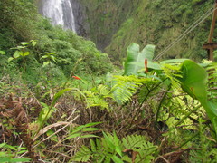 Siphocampylus baccae