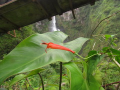 Siphocampylus baccae