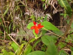 Siphocampylus baccae