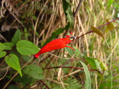 Siphocampylus baccae