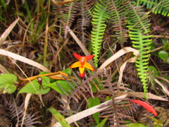 Siphocampylus baccae