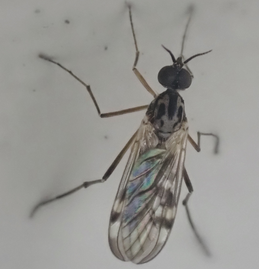 Sylvicola notialis