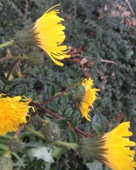 Sonchus