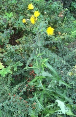 Sonchus