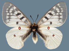 Parnassius clodius menetriesii