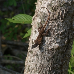 Sceloporus utiformis