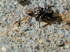 Habronattus schlingeri