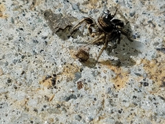 Habronattus schlingeri
