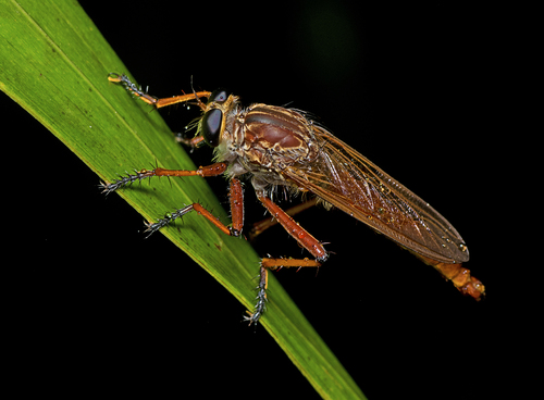 Colepia horrida