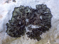 Lathagrium fuscovirens