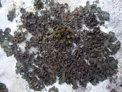 Lathagrium fuscovirens