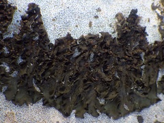 Lathagrium fuscovirens