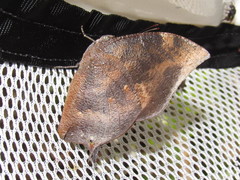 Memphis moruus