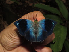 Memphis moruus