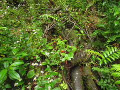 Siphocampylus sevegnaniae