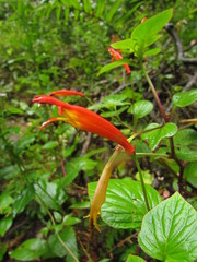 Siphocampylus sevegnaniae