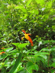 Siphocampylus sevegnaniae