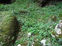 Siphocampylus sevegnaniae