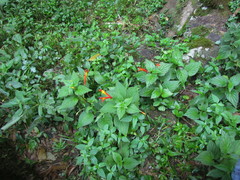 Siphocampylus sevegnaniae