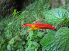 Siphocampylus sevegnaniae