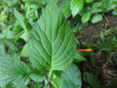 Siphocampylus sevegnaniae