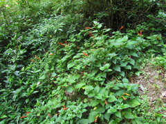 Siphocampylus sevegnaniae