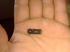 Bostrychopsis jesuita