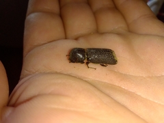 Bostrychopsis jesuita