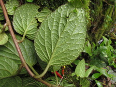 Siphocampylus sevegnaniae