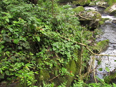 Siphocampylus sevegnaniae