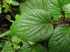 Siphocampylus sevegnaniae