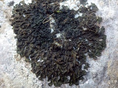 Collema flaccidum