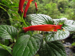 Siphocampylus sevegnaniae