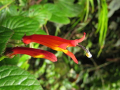 Siphocampylus sevegnaniae