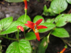 Siphocampylus sevegnaniae