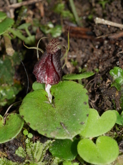 Corybas orbiculatus