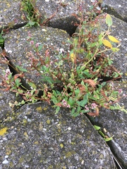 Persicaria maculosa