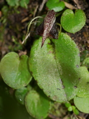 Corybas orbiculatus