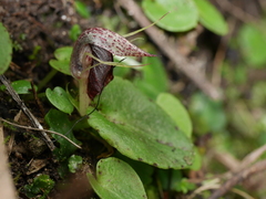 Corybas orbiculatus