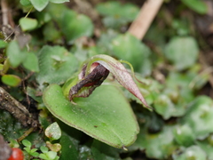 Corybas orbiculatus