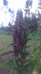 Chenopodium quinoa