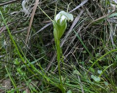 Pterostylis falcata