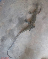 Varanus niloticus
