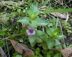 Gratiola peruviana