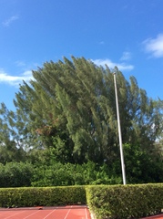 Cupressus × leylandii